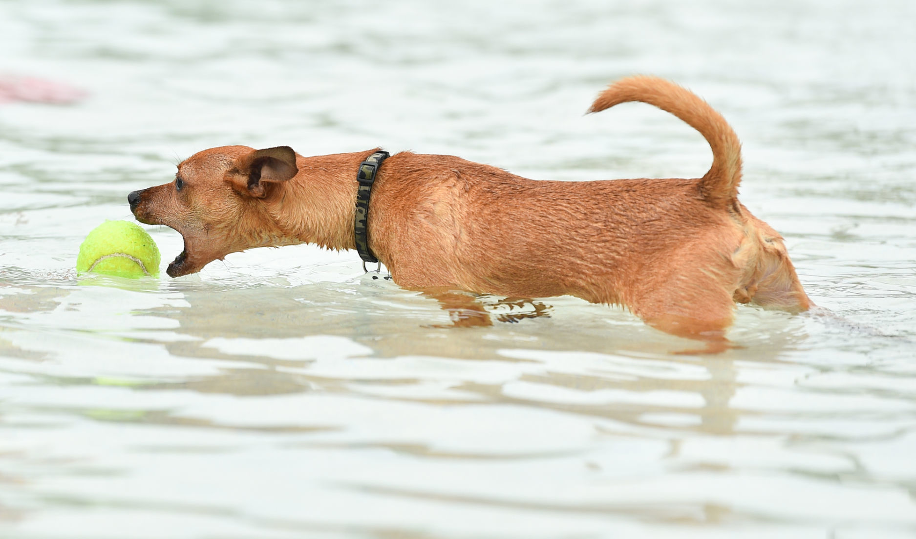082919-bet-doggysplash-036a.JPG
